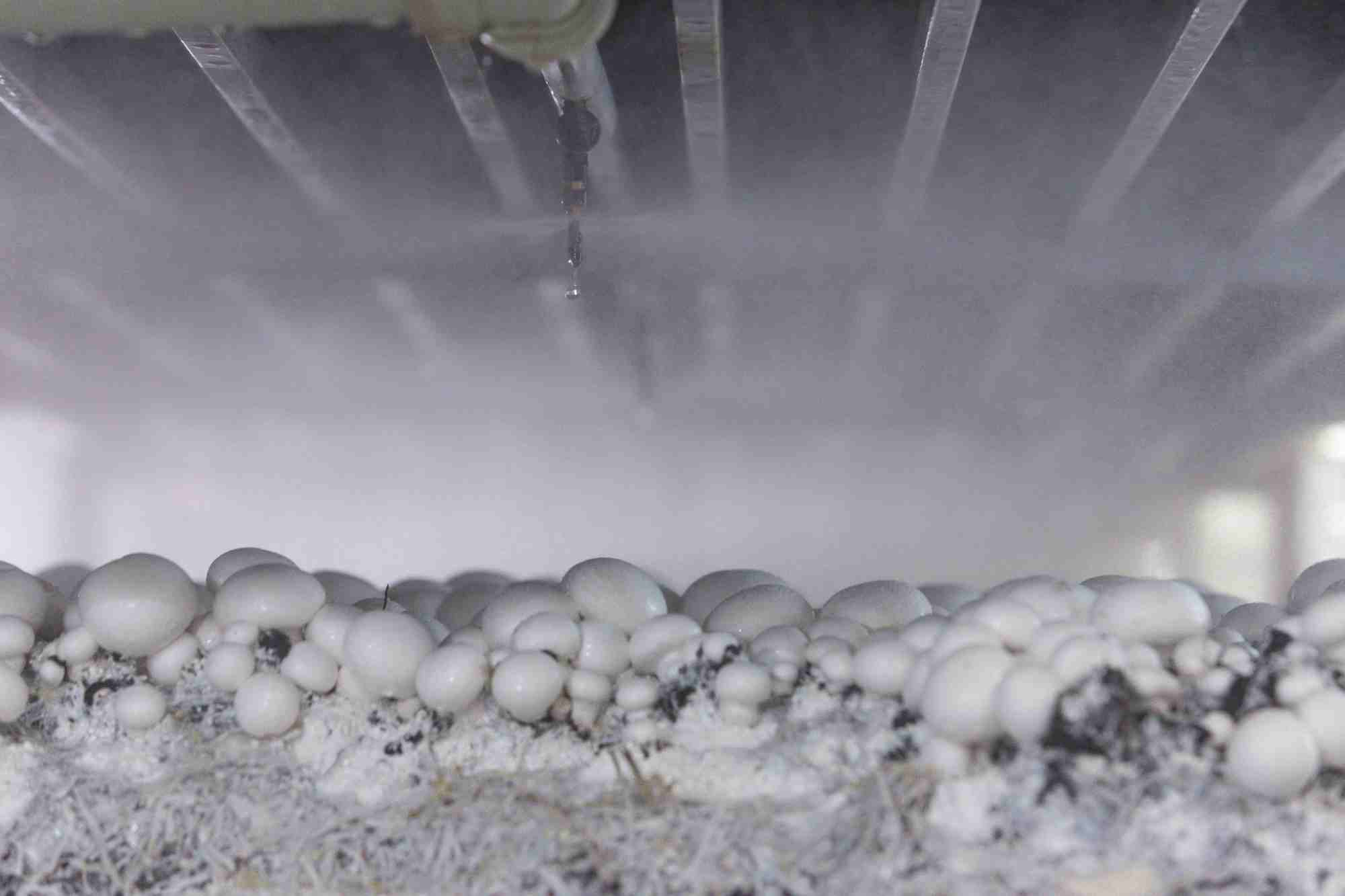 По итогам года аграрии ожидают рекорд по совокупному урожаю шампиньонов